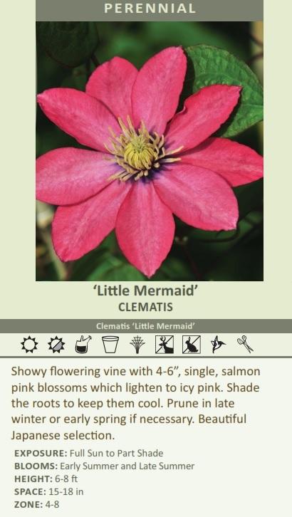 Clematis 'Little Mermaid' shipped from Grower to your door