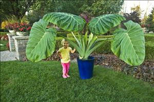 Colocasia g. 'Thailand Giant' shipped from Grower to your door