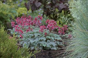Dicentra 'Burning Hearts' shipped from Grower to your door