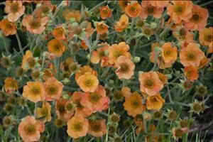 Geum TOTALLY TANGERINE ('Tim's Tangerine') shipped from Grower to