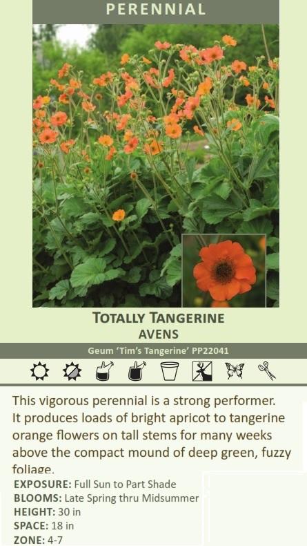 その他 TKC Tangerine+UHMWPE stem 100pc Geum TOTALLY TANGERINE ('Tim's Tangerine') shipped from Grower to