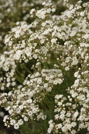 Smile☆ gypsohila☆fairy tops Tops – gypsophila
