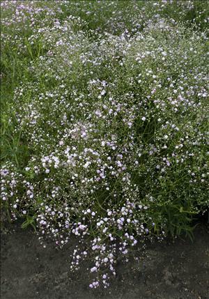 Gypsophila MY PINK (p. 'DANGYP39') shipped from Grower to