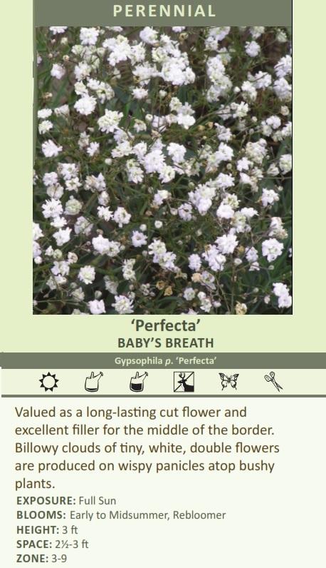 gypsophila-p-perfecta-25-br-