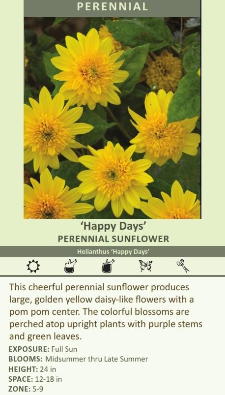 Helianthus 'Happy Days' shipped from Grower to your door