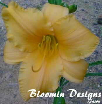 Daylily 'Apricot Sparkles' shipped from Grower to your door