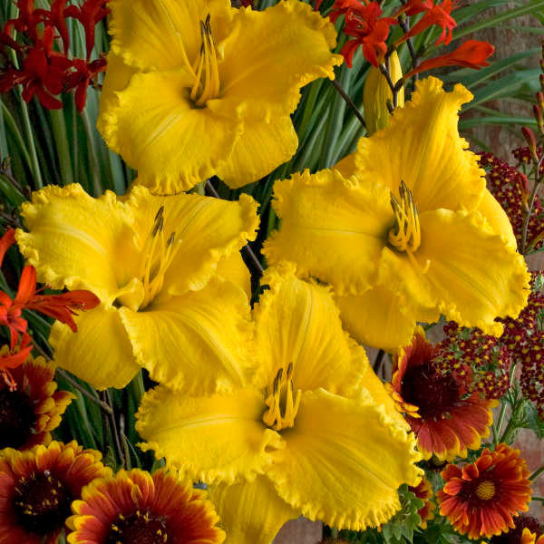 hemerocallis-erin-lea-25-br-
