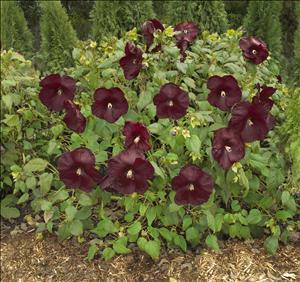 Hibiscus 'Heartthrob' shipped from Grower to your door