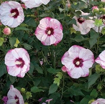 Hibiscus SUMMERIFIC 'Cherry Cheesecake' shipped from Grower to