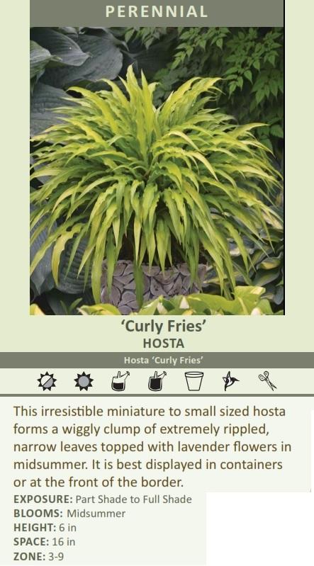 Hosta 'Curly Fries' | Unique, Ruffled Foliage for Shade Gardens