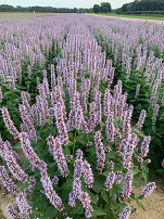 agastache-blue-fortune-.png