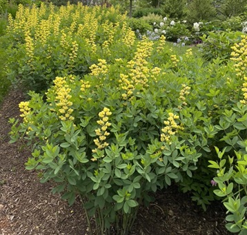 baptisia-yellow.jpg