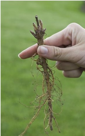 bare root Baptisias average 5-8 eyes