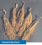 clematis-bareroot.jpg