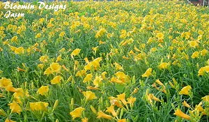 daylily-garden-4.jpg