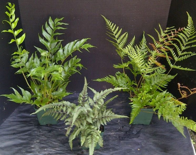 ferns.jpg