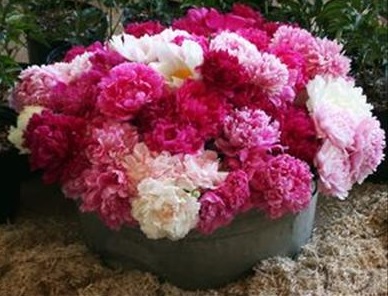 garden-peonies.jpg