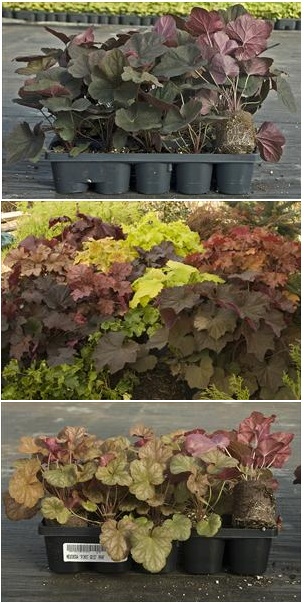 coral bells in containers