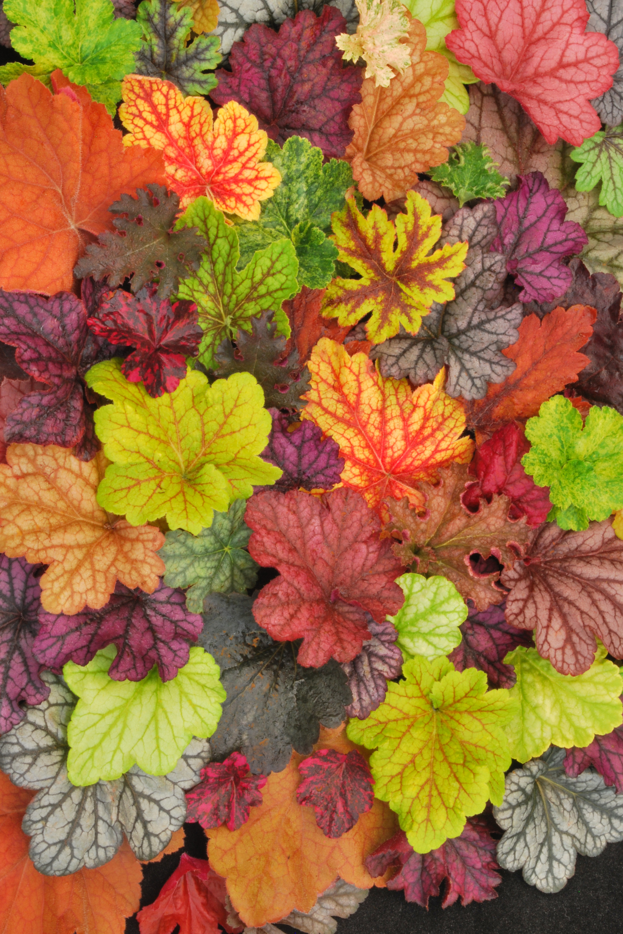 heuchera-heucherella-collage-1b.jpg