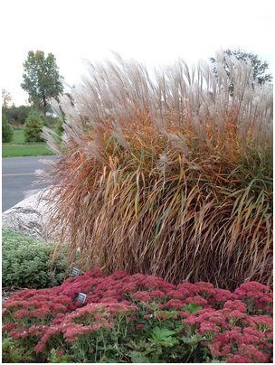 miscanthus-purpurascens-.jpg