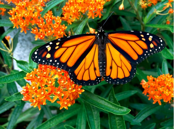 monarch-on-asclepias-tuberosa.jpg