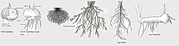 root-types.png