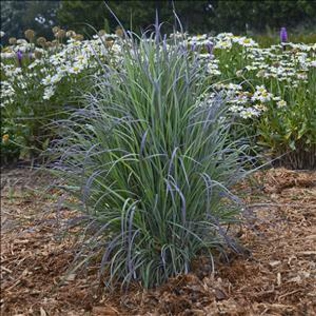 2022 Perennial Plant of the Year® Bloomin Designs Nursery