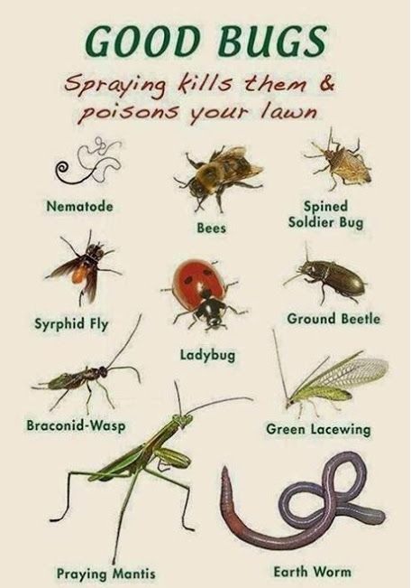 spraying-kills.jpg