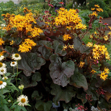 Ligularia dentata 'Britt-Marie Crawford' | Perennial Plant Sale ...