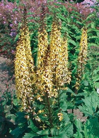Ligularia 'Little Rocket' shipped from Grower to your door