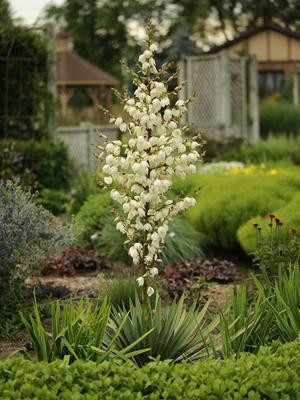 Yucca filamentosa shipped from Grower to your door