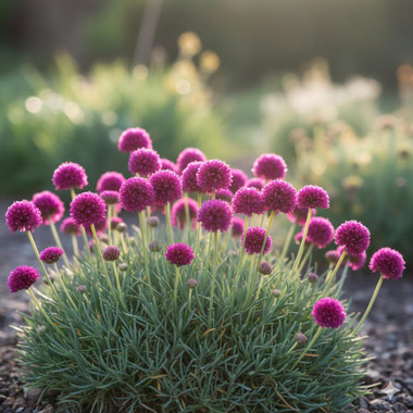 Armeria maritime 'Victor Reiter' shipped from Grower to your door