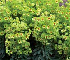 Euphorbia x martini 'Tiny Tim' shipped from Grower to your door