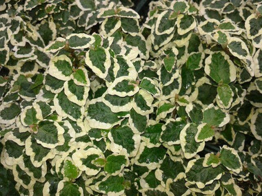 Ficus pumila 'Variegata' shipped from Grower to your door