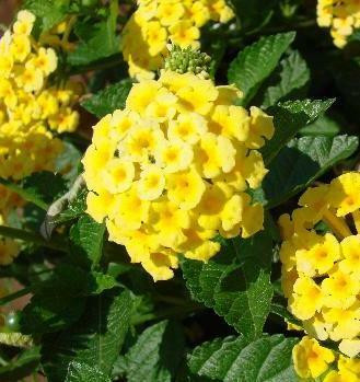 Lantana 'Chapel Hill Yellow' shipped from Grower to your door