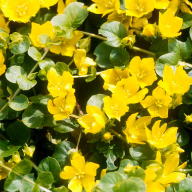 Lysimachia nummularia 'Aurea' shipped from Grower to your door