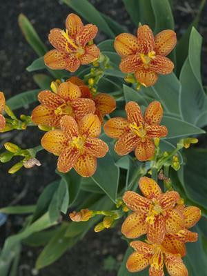 Belamcanda chinensis 'Freckle Face' shipped from Grower to your door