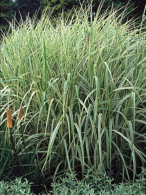 Miscanthus sinensis &lsquo;Dixieland&rsquo; | Perennial Plant Sale | Bloomin
