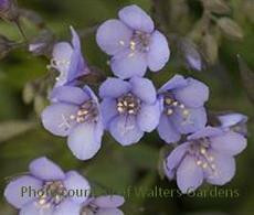 Polemonium 'Heaven Scent' shipped from Grower to your door