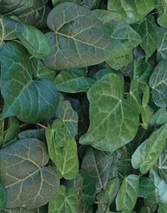Hedera c. 'My Heart' shipped from Grower to your door