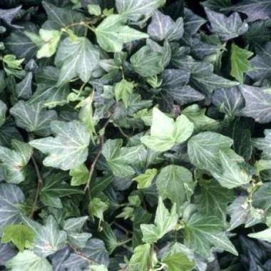Hedera helix 'Baltica' shipped from Grower to your door