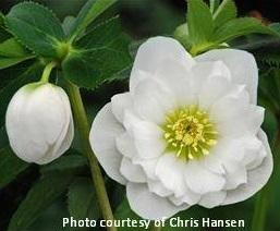 Helleborus WEDDING PARTY Wedding Bells - Buy Lenten Rose Perennials Online