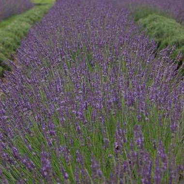 Lavandula x i. PHENOMENAL TM ('Niko' PP24193) shipped from Grower