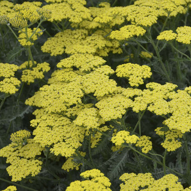 Achillea 'Sassy Summer Lemon' - Perennial Plant Sale shipped from ...