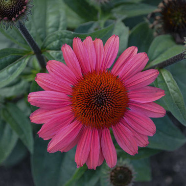 Echinacea 'Coral Craze' shipped from Grower to your door