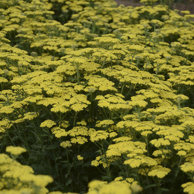 Achillea 'Firefly Sunshine' shipped from Grower to your door