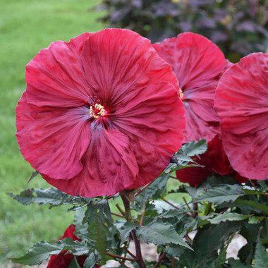 Hibiscus Blackberry Merlot shipped from Grower to your door