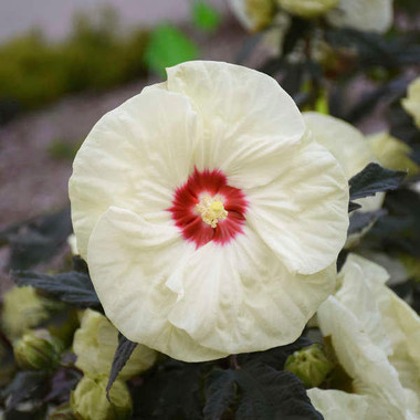 フラワークロモス（デクピ）130枚　フランス　a186 Hibiscus French Vanillashipped from Grower to your door