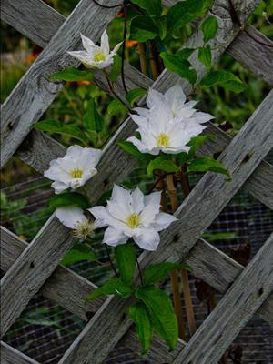 Clematis 'Isago' shipped from Grower to your door