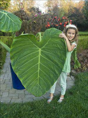 Colocasia g. 'Thailand Giant' shipped from Grower to your door